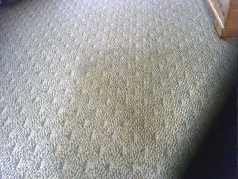 carpet cleaning