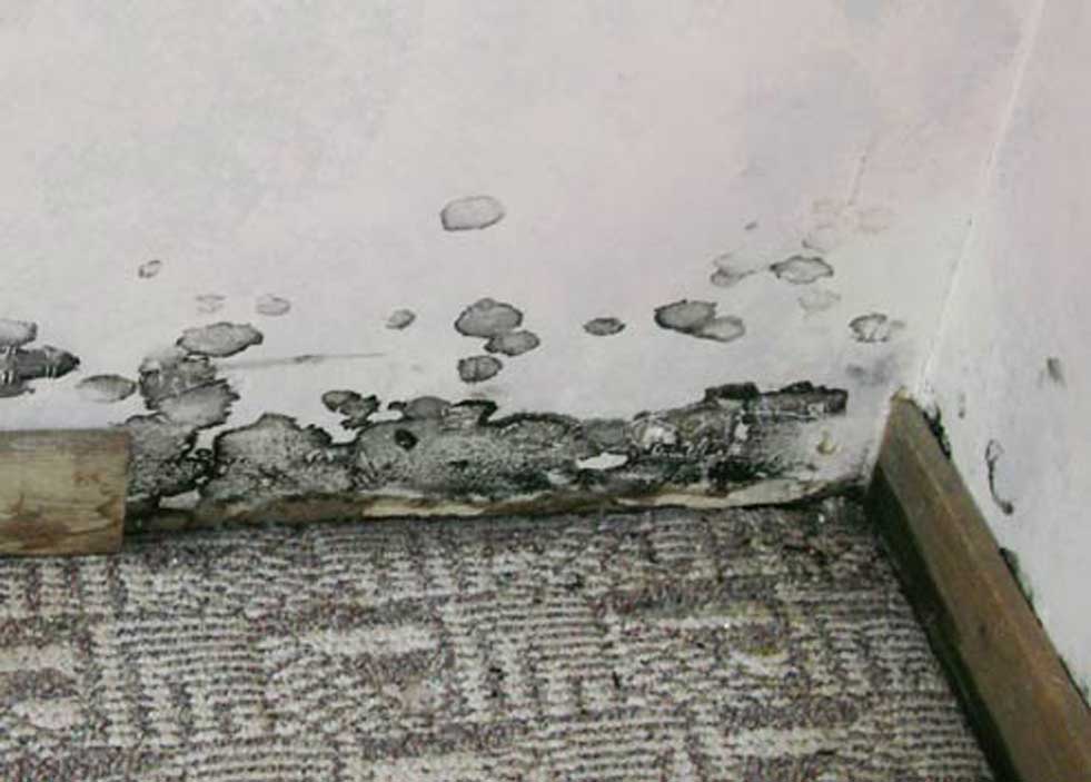 mould restoration